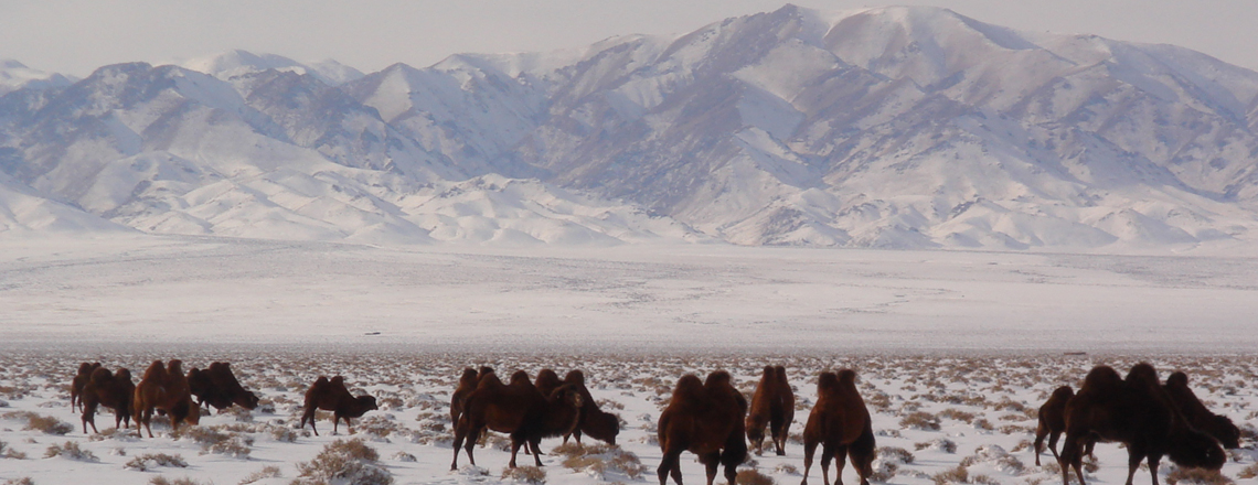 Өшгөгийн нуруу